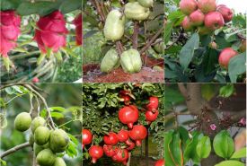 Nguyên tắc trồng và chăm sóc vườn cây ăn quả đảm bảo VSANTP