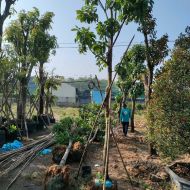 Hướng dẫn trồng và chăm sóc cây bóng mát – cây ăn trái