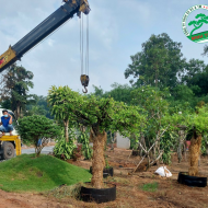 Những Lưu Ý Khi Chăm Sóc Cây Cảnh Sân Vườn