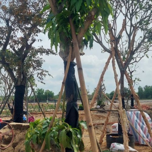 Cây Kiểng Minh Thảo cung cấp cây công trình sân vườn biệt thự Bến Cát