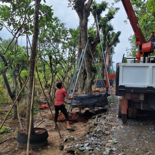 Nơi chuyên mua bán cây công trình giá rẻ Bến Cát uy tín