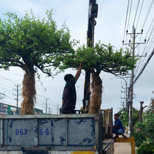 Dịch Vụ Chăm Sóc Cây Xanh Sân Vườn Chuyên Nghiệp Nhất Tại TPHCM