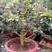 Cây kiểng tân uyên