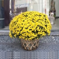 CÚC VÀNG CHƯNG TẾT