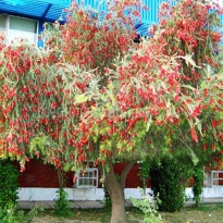 Cây tràm bông đỏ