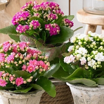 CHẬU HOA TẾT ĐẸP