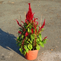 HOA MÀU GÀ NGÀY TẾT