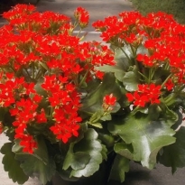 CHẬU SỐNG ĐỜI TẾT