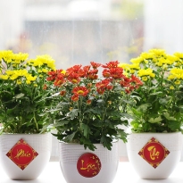 CHẬU CÚC TẾT