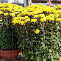 CÚC ĐẠI HÓA CHƯNG TẾT