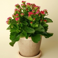 HOA SỐNG ĐỜI TẾT