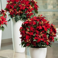 CHẬU HOA TRẠNG NGUYÊN