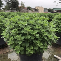 CÚC MÂM XÔI CHƯNG TẾT