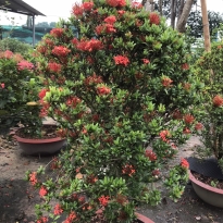 HOA MẪU ĐƠN ĐỎ