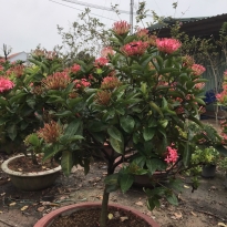 HOA MẪU ĐƠN HỒNG