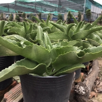 SỐNG ĐỜI CHƯNG TẾT