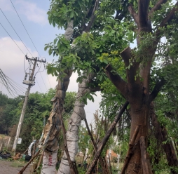 Cây bóng mát sân vườn 01