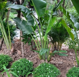 Cây Cảnh Sân Vườn 20