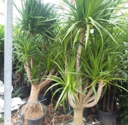 Cây Cảnh Sân Vườn 3