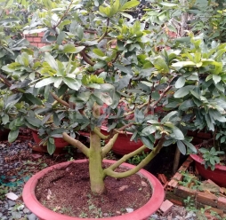 Cây kiểng tân uyên