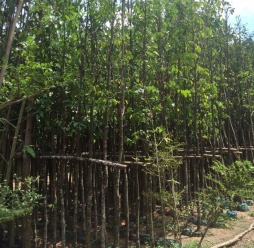 Cây bóng mát công trình