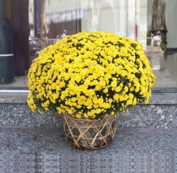 CÚC VÀNG CHƯNG TẾT