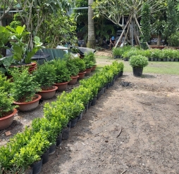 Cây Cảnh Sân Vườn 7