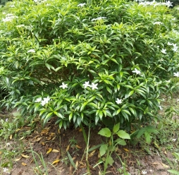 Cây Cảnh Sân Vườn 4