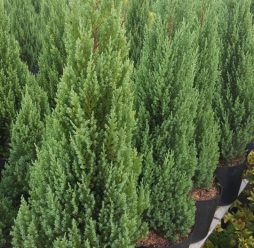 Cây Cảnh Sân Vườn 5