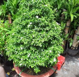 Cây Cảnh Sân Vườn 19