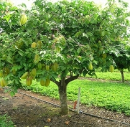 Cây kiểng bình phước