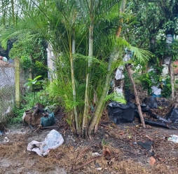 Cây Cảnh Sân Vườn 6