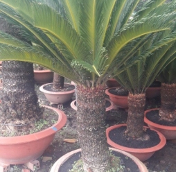 Cây Cảnh Sân Vườn 9