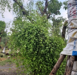 Cây bóng mát sân vườn 02