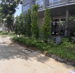 cây cảnh sân vườn 16