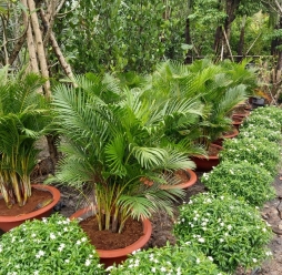 Cây Cảnh Sân Vườn 18