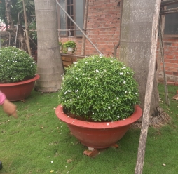 Cây Cảnh Sân Vườn 10