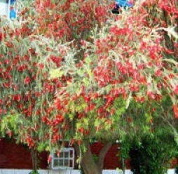 Cây kiểng giá sỉ bình dương | cay kieng gia si binh duong