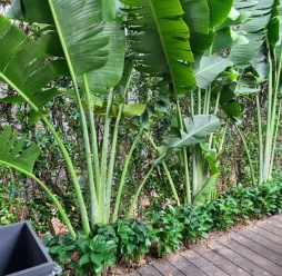 Cây Cảnh Sân Vườn 14