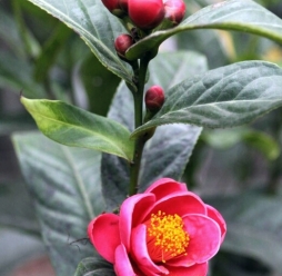 Cây Hoa Hải Đường