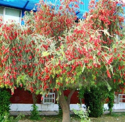 Cây tràm bông đỏ