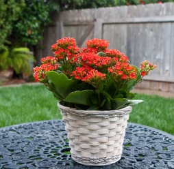 CHẬU HOA TẾT ĐẸP