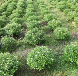 Cây Cảnh Sân Vườn 11