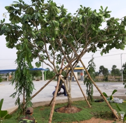 Cây Cảnh Sân Vườn 12