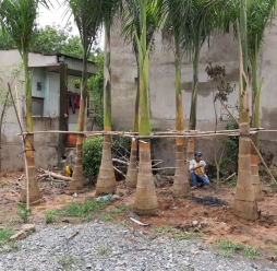 Cây Cảnh Sân Vườn 13