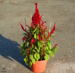 HOA MÀU GÀ NGÀY TẾT