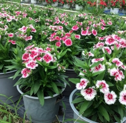 Cây Hoa Cẩm Chướng