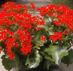 CHẬU SỐNG ĐỜI TẾT