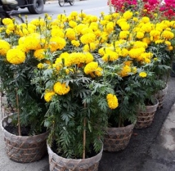 Cây Hoa Cúc Vạn Thọ