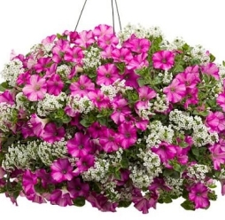 Hương tuyết cầu